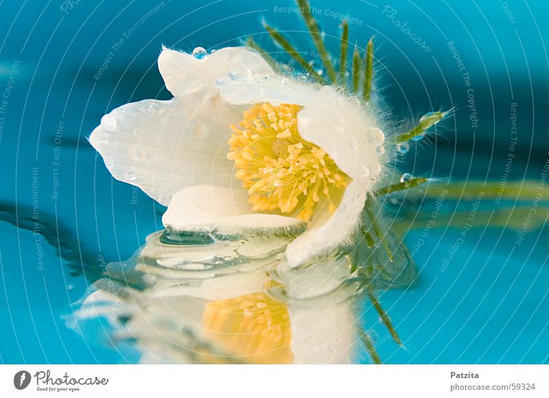 Schneerose Blume Pflanze Wassertropfen Christrose Spiegel Reflexion & Spiegelung weiß grün gelb Kuhschelle Tau blau