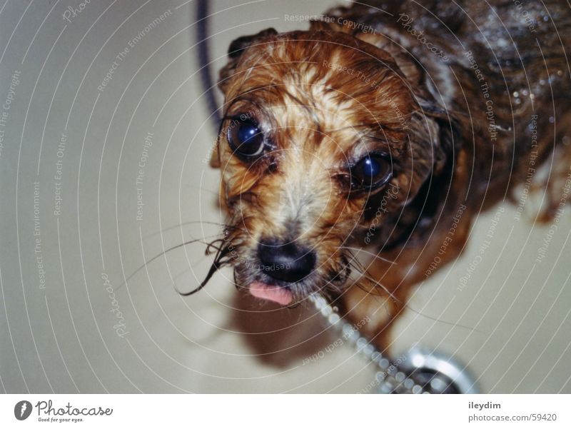 Schleck Hund Badewanne Hundeblick niedlich nass lutschen Fell Zunge Waschen Wasser Unter der Dusche (Aktivität)