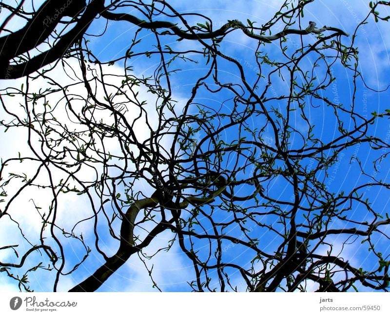 Blauer Himmel Korkenzieher-Weide Wolken Baum wiede blau Ast jarts