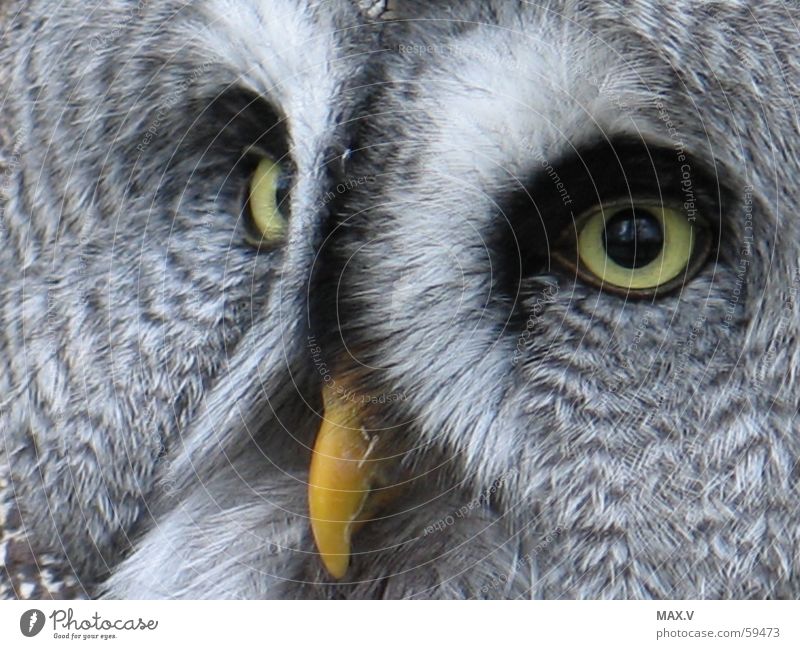 Hilfe Bartkauz Vogel Tier Schnabel schwarz weiß grau Muster Feder Auge fliegen