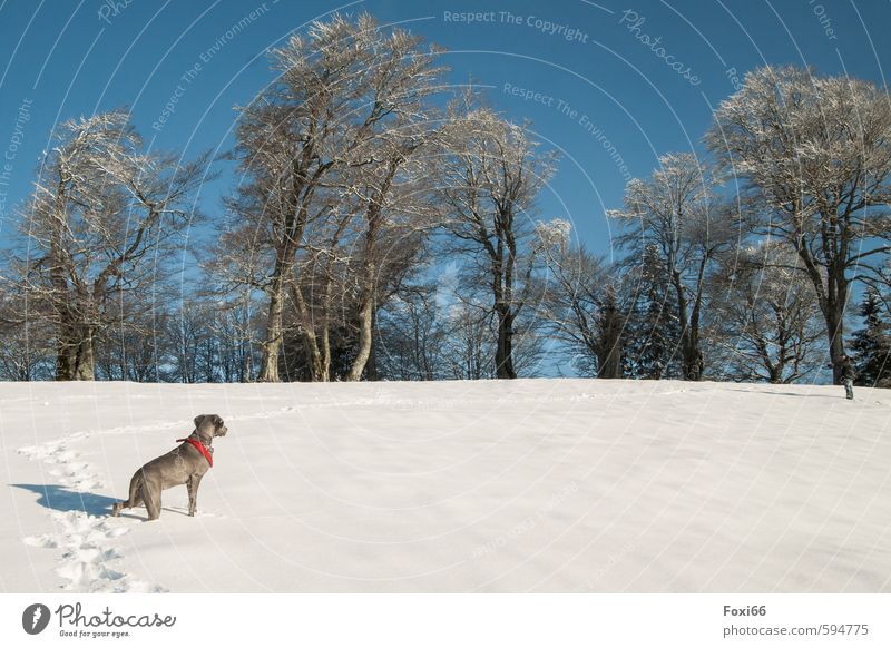 Spuren verfolgen.... Landschaft Himmel Winter Eis Frost Schnee Bäume Wiese Hügel Berge u. Gebirge Hund 1 Tier beobachten genießen Spielen toben kalt blau braun