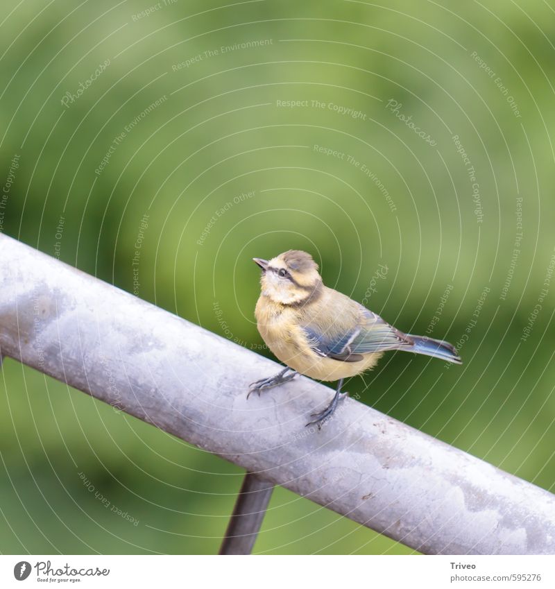 Vogel mit Perspektive Natur Tier Blick sitzen warten Neugier blau braun grün klein Blick nach oben Feder Farbfoto Tierporträt
