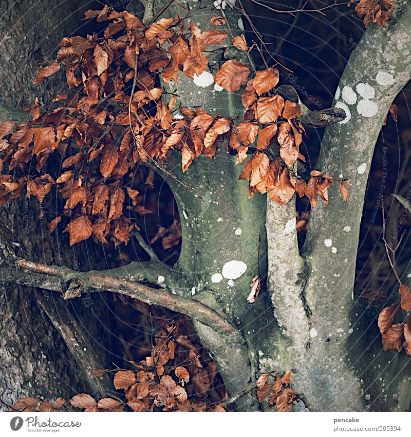 burn-out Natur Landschaft Herbst Winter Baum Wald Zeichen trocken Buche Buchenblatt rot welk Winterschlaf Jahreszeiten rostrot Herz-/Kreislauf-System