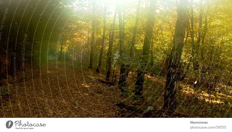Vergoldeter Wald. Herbst Blatt Sonne Wege & Pfade mehrfarbig Perspektive Baum Licht Morgen frisch unklar Verlauf Strahlung Abend Luft Geruch Duft kalt nass