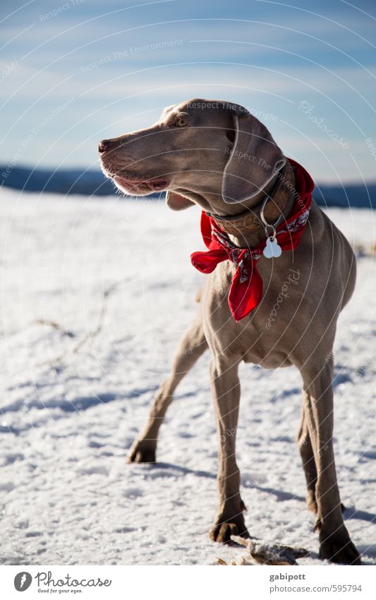 Erstes 2014 | Tia im Schnee Skipiste Himmel Sonne Winter Schönes Wetter Tier Hund Weimaraner Jagdhund beobachten blau braun weiß Lebensfreude Freude kalt