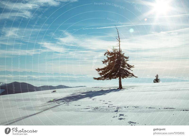 Tschüß Winter Umwelt Natur Landschaft Himmel Sonne Wetter Schönes Wetter Schnee Pflanze Baum Tanne Freundlichkeit kalt blau weiß Lebensfreude