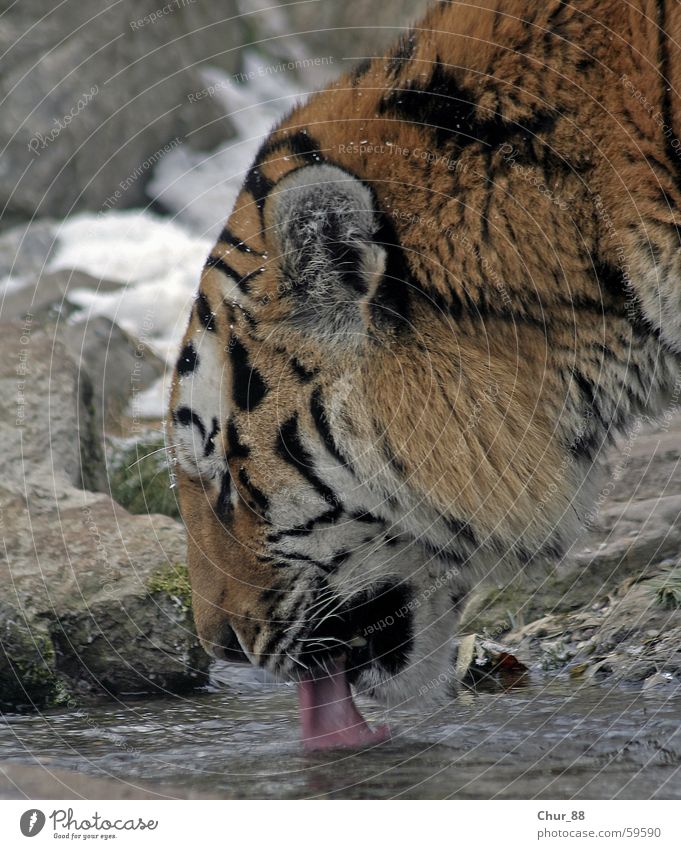Durst stillen Tiger Tier schwarz weiß rosa grau trinken orange Zunge Ohr Wasser Stein Schnee