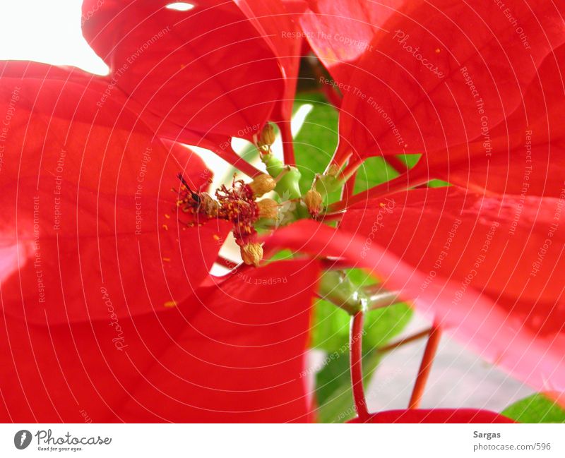 Red flower Natur Makroaufnahme red