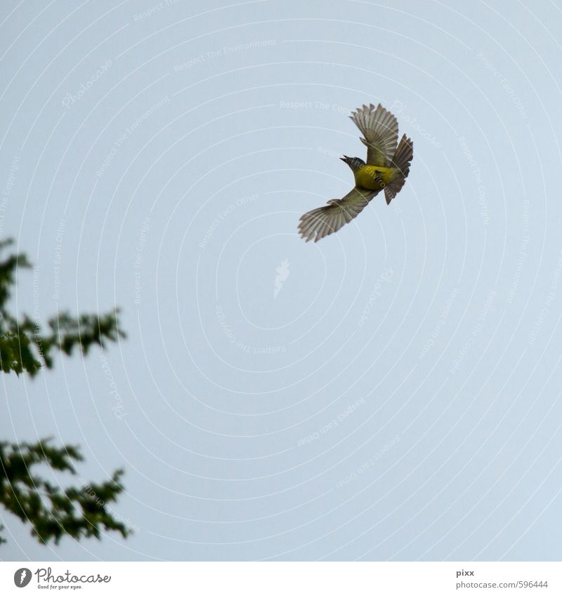 Erstes 2014 | Landeanflug elegant Sommer Natur Tier Luft Himmel Wolkenloser Himmel Brasilien Südamerika Vogel Schwefeltyrann drehen fangen fliegen klein