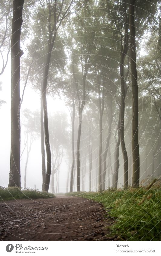 Wege II Landschaft Luft Sommer schlechtes Wetter Nebel Baum Gras Wald Küste Ostsee braun grün weiß Gespensterwald Blätterdach Wege & Pfade Farbfoto