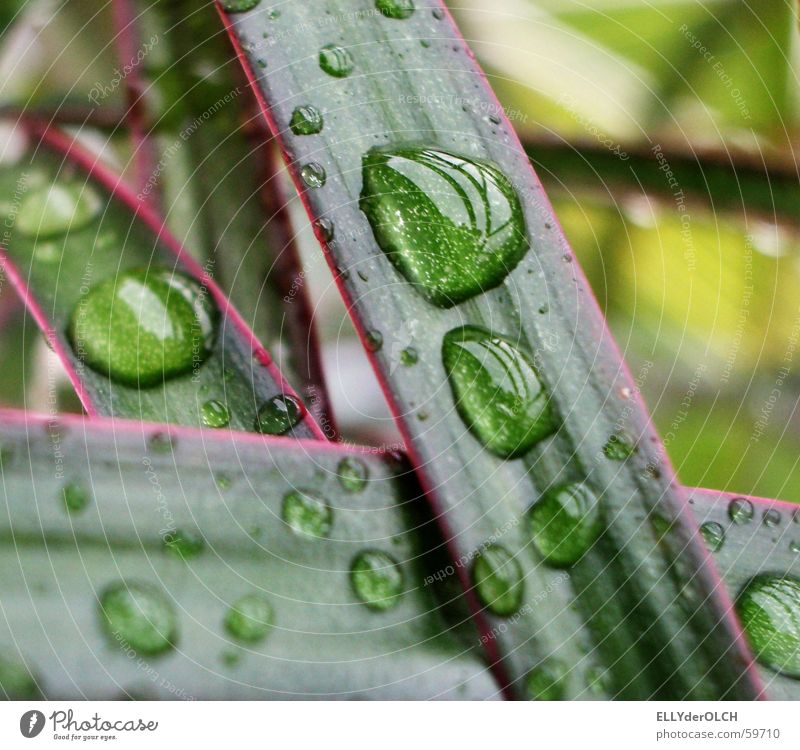 Regenschauer im Wohnzimmer Palme Pflanze grün Streifen Wellness harmonisch Makroaufnahme Nahaufnahme Wassertropfen Schnur Tränen tears rain Urwald