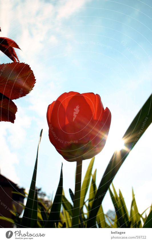 wo sich herbst und frühling treffen Tulpe rot Blatt grün Wiese Gras Pflanze Blume Herbst hoch Außenaufnahme Gegenlicht Himmel blau frühling wolken Sonne