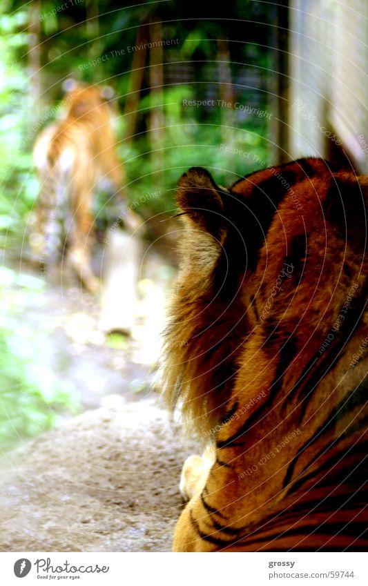 in the eye of the tiger Tiger ruhig Blick Brennpunkt Appetit & Hunger