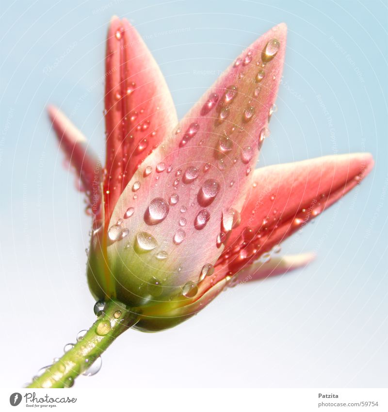 Tulpe im Regen Blume Pflanze Wassertropfen Sommer Frühling rosa grün rot nass Tau Himmel blau