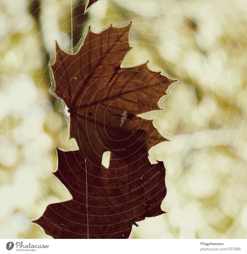 Den Herbst konservieren Umwelt Natur Landschaft Pflanze Tier Urelemente Klima Blatt Grünpflanze hängen Müdigkeit herbstlich Herbstlaub Herbstfärbung