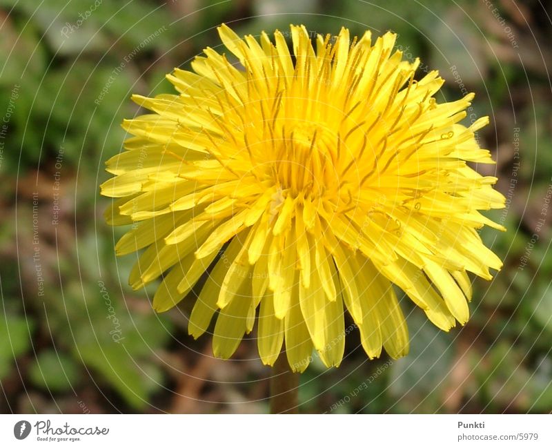 Löwenzahn Blume Pflanze Natur