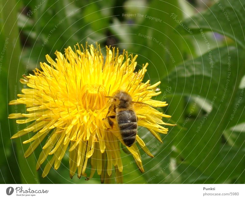 Bieneaufblume Blume Pflanze Tier Natur