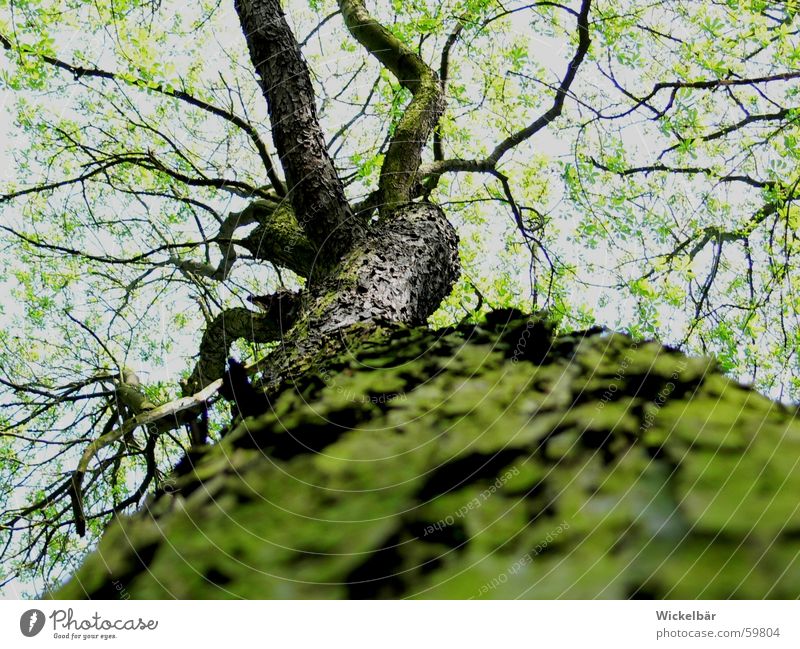 Käferperspektive Baum Frühling Wald Baumrinde Baumstamm hoch Himmel Zweig Ast