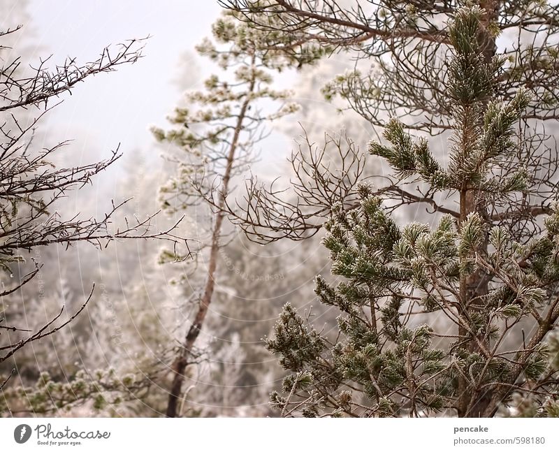 väterchen frost Landschaft Urelemente Winter Eis Frost Baum Wald Moor Sumpf schön Stimmung trösten Farbfoto Gedeckte Farben Außenaufnahme Strukturen & Formen