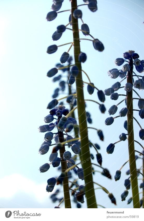 Frühling lässt sein blaues Bande.... I Blume Pflanze Blüte Stengel springen Himmel bloom blue stipe