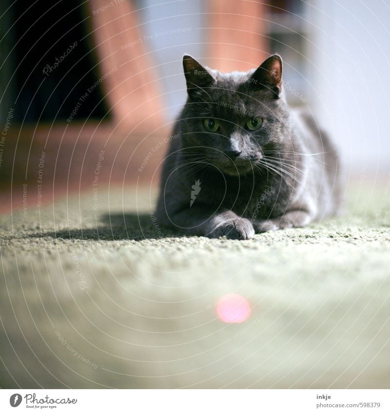 laserpointer Freizeit & Hobby Spielen Häusliches Leben Wohnzimmer Tier Haustier Katze Tiergesicht Hauskatze 1 beobachten liegen Wachsamkeit Gelassenheit