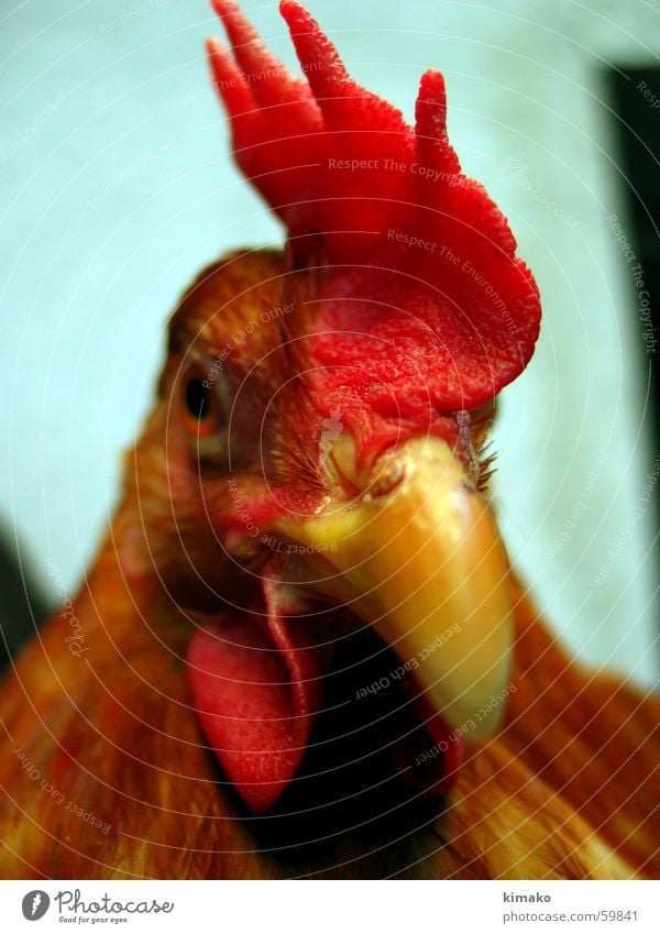 My chicken friend 2 Haushuhn rot Vogel Auge red bird eye