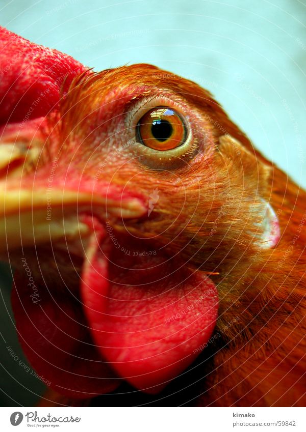 My chicken friend 3 Haushuhn rot Vogel Auge red bird eye