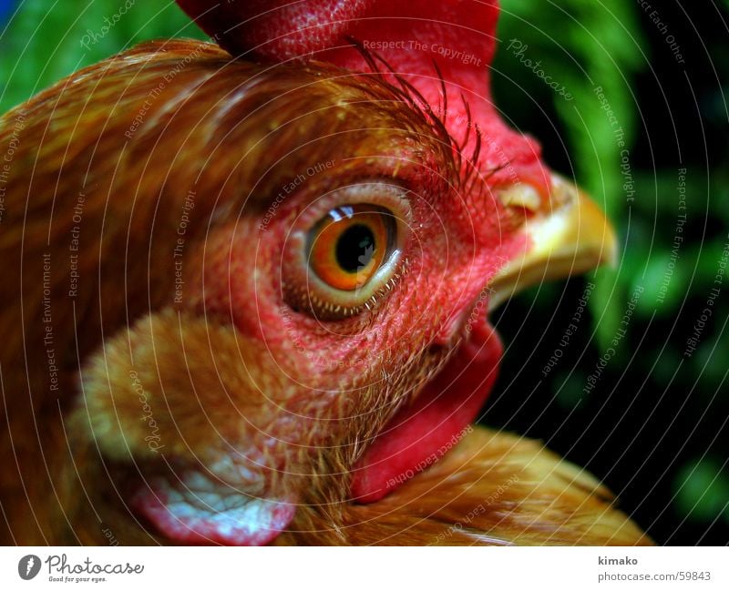 My chicken friend 4 Vogel Haushuhn rot Mexiko Auge Kopf red bird eye