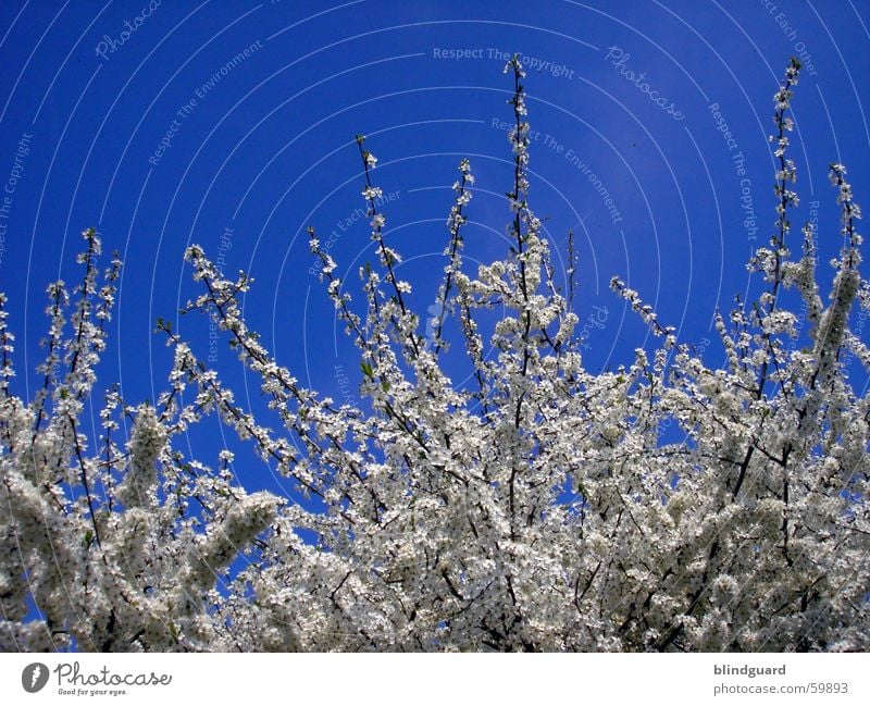 Blütentraum Frühling azurblau springen Himmel Ast flower sky blue