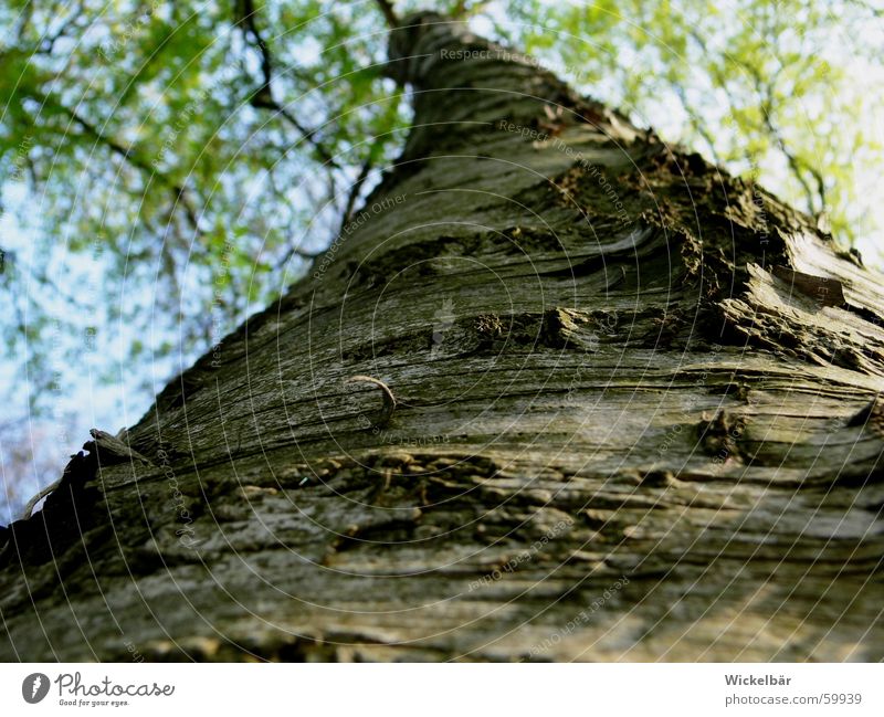 Käferperspektive  - der Weg ist noch weit Baum Baumrinde Frühling Wald Holz hoch Natur