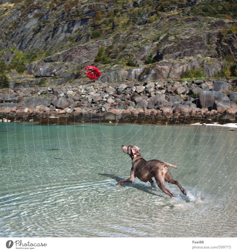 Hol die Scheibe.... Sport Hundesport Frisbee Sand Wasser Sommer Schönes Wetter Sträucher Flechten Bucht Fjord Haustier 1 Tier Stein Bewegung fangen Spielen