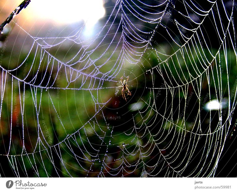 Im Morgentau Spinnennetz Wassertropfen Sonnenaufgang Wiese Angst Panik Macht Seil Tau Natur jarts