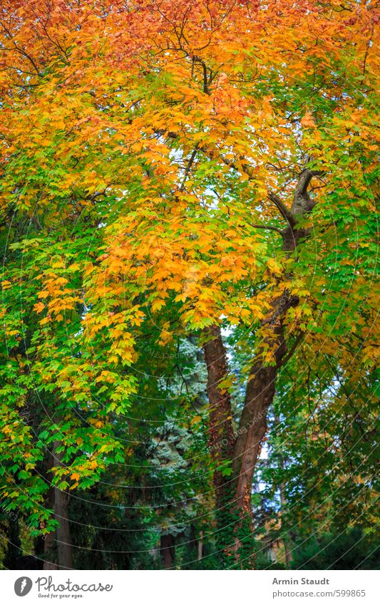 Herbstlicher Baum Natur Tier Schönes Wetter Park Wald atmen Erholung ästhetisch natürlich schön grün orange Stimmung Farbe ruhig Hintergrundbild Herbstlaub