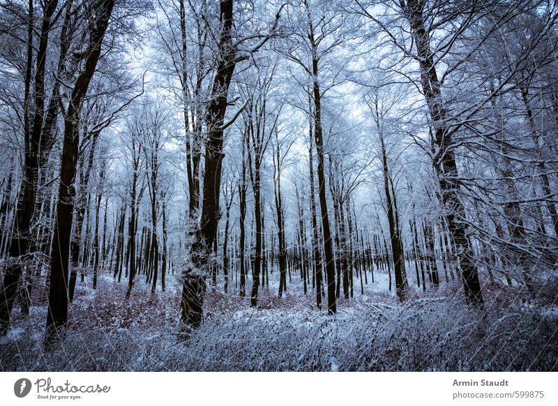 Blick in den verschneiten Wald Winter Schnee Winterurlaub Natur Landschaft Baum dunkel kalt blau Stimmung Einsamkeit Abenteuer Erholung geheimnisvoll