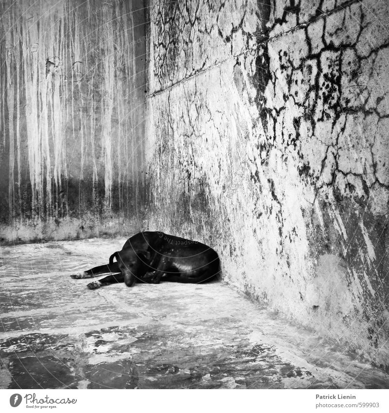 Not Black And White Mauer Wand Tier Wildtier Hund 1 schlafen Armut bedrohlich dreckig dunkel Ekel frei Krankheit natürlich Sicherheit Schutz Traurigkeit