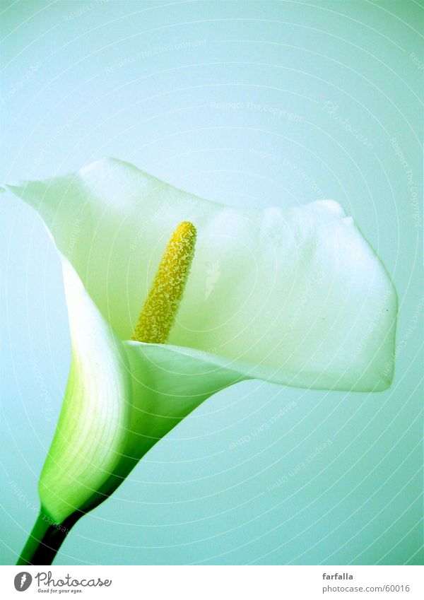 White Flower weiß Blume Stillleben flower white callas lily