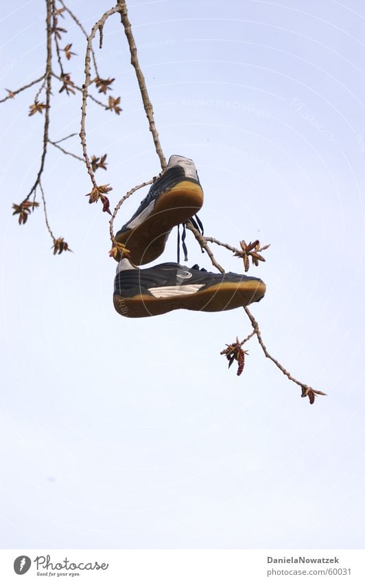 Baumschuhe Turnschuh Schuhe hängen Luft aufgehängt Ast shoe shoes tree Himmel