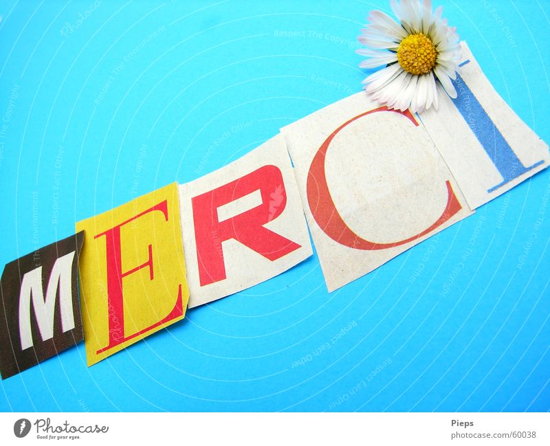 MERCI in ausgeschnittenen Buchstaben Farbfoto Innenaufnahme Freude Blume Papier Schriftzeichen dankbar Kommunizieren danke schön danken Gänseblümchen