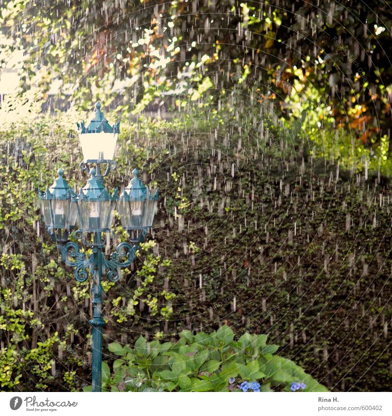 Frühling 2013 Klima schlechtes Wetter Regen Pflanze Baum Garten kalt nass Straßenbeleuchtung Farbfoto Außenaufnahme Menschenleer