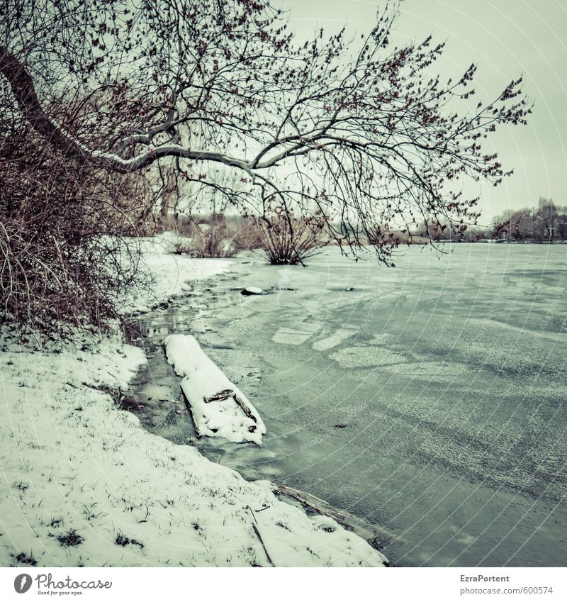 der Hr.Winter Umwelt Natur Landschaft Pflanze Erde Luft Wasser Himmel Klima Wetter Eis Frost Schnee Baum Park Wiese Seeufer Flussufer blau braun grau gefroren