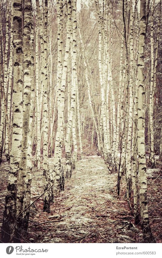 hölzerne | Kuschelgruppe Umwelt Natur Pflanze Herbst Winter Klima Baum Wald Holz Linie stehen natürlich braun schwarz weiß Zusammenhalt Zusammensein Birke