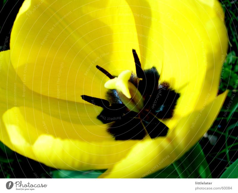 Der Frühling ist da! Valentinstag Muttertag Ostern Pflanze Blume Tulpe Garten ästhetisch gelb Nahaufnahme Tag