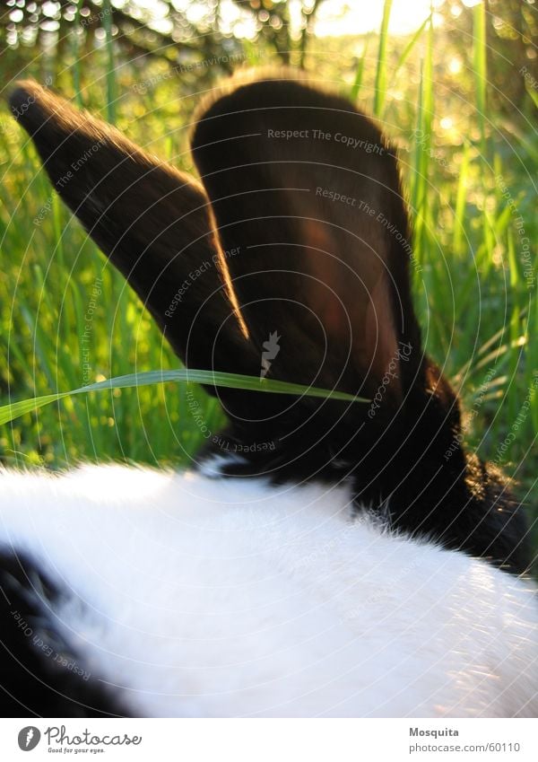 ein Hase saß im tiefen Gras... Sommer Natur Haustier grün schwarz weiß Hase & Kaninchen scheckig zweifarbig Halm Säugetier zuchtkaninchen rassekaninchen