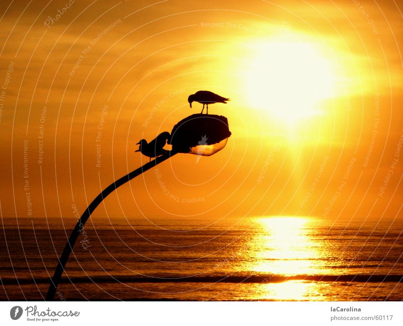 lima sunset Lima Peru Sonnenuntergang Vogel Meer Licht Romantik gelb Reflexion & Spiegelung Silhouette Laterne träumen barranco birds ocean light orange