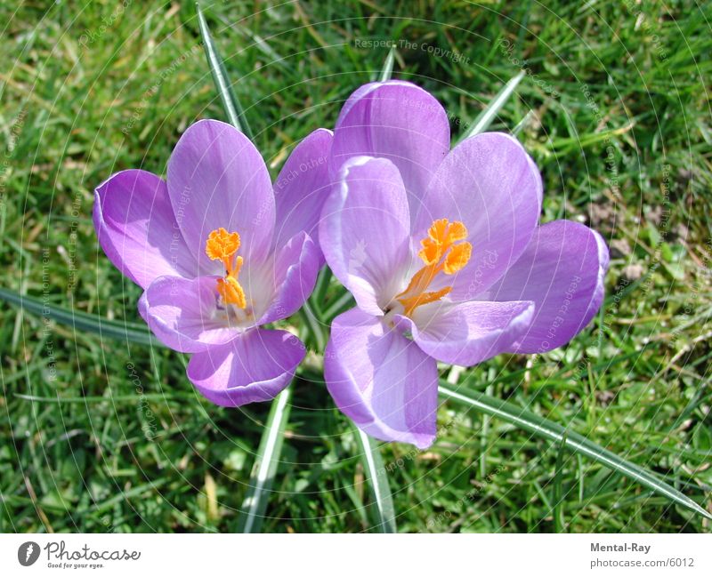 Krokus Krokusse Blume Frühling Wiese Natur Pflanze Sonne Bodenbelag