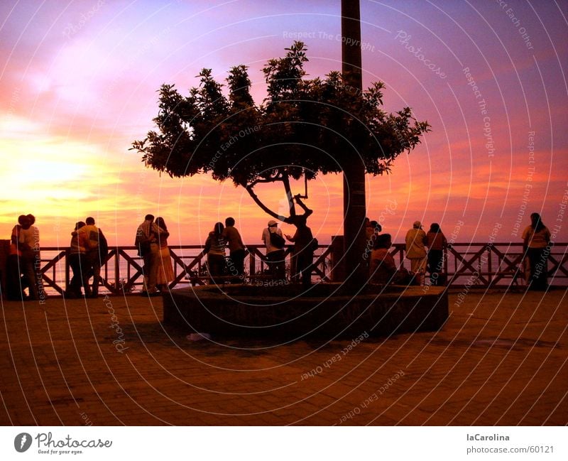 lovers in Lima Peru Sonnenuntergang Licht Stimmung Baum Romantik Paar Mensch Himmel paarweise