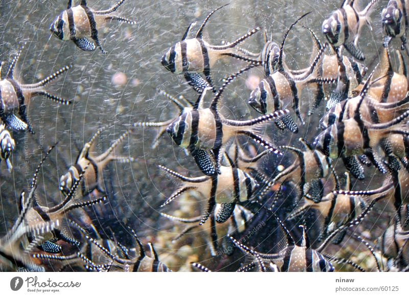 chaos Aquarium Tier chaotisch Streifen gestreift durcheinander Fisch Schwarm Museum Düsseldorf Spitze
