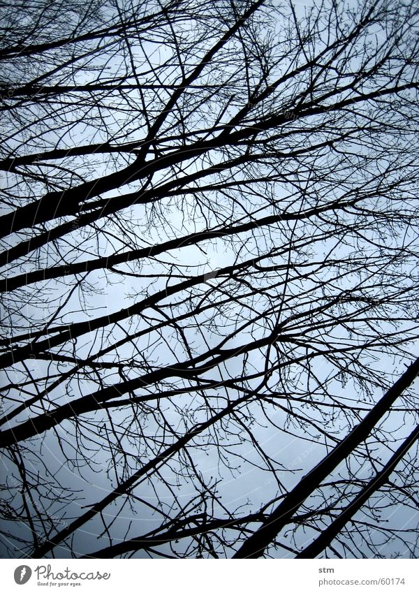 lost 5 Baum Wald Nebel dunkel Winter schlechtes Wetter atmen Denken Spaziergang nachdenken