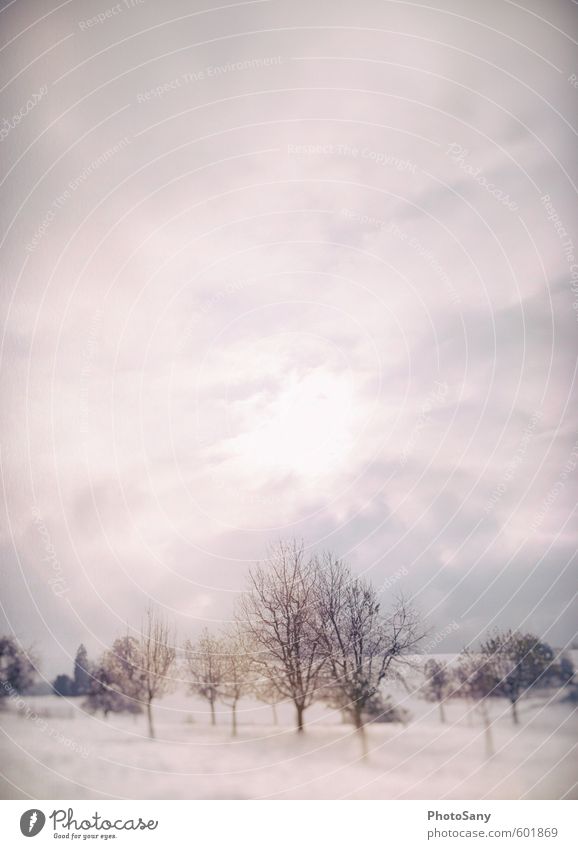 ein wenig schnee Natur Himmel Wolken Winter Wetter Baum hell kalt Klima Schneefall Schweiz Farbfoto Außenaufnahme Textfreiraum oben Textfreiraum Mitte Tag Licht