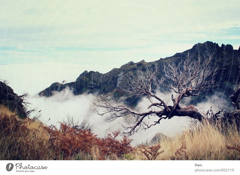am Abgrund stehen Ferien & Urlaub & Reisen wandern Natur Pflanze Himmel Wolken Herbst Baum Gras Sträucher Felsen Berge u. Gebirge Madeira alt Krankheit Farbfoto